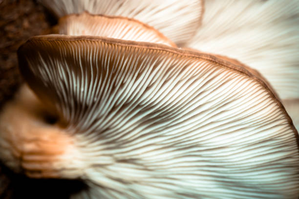 istock Amazing mushroom background and texture. Close up shot. 1076435850