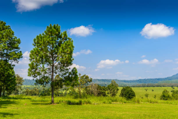 Nature background of landscape Pine Forest with a blue sky and white clouds in the spring afternoon at Thung Salaeng Luang National Park, Phetchaboon, Thailand