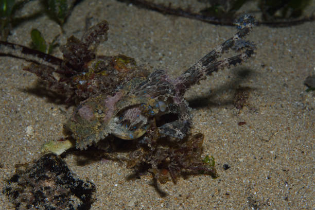 istock Southern Blue-ringed Octopus, South Australia 1076446514