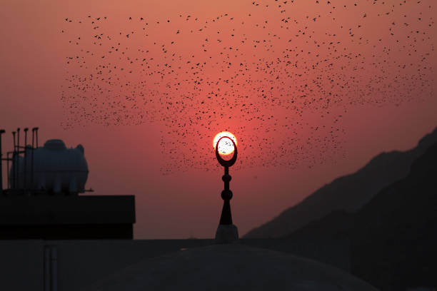 Birds flying around the minaret in Mecca