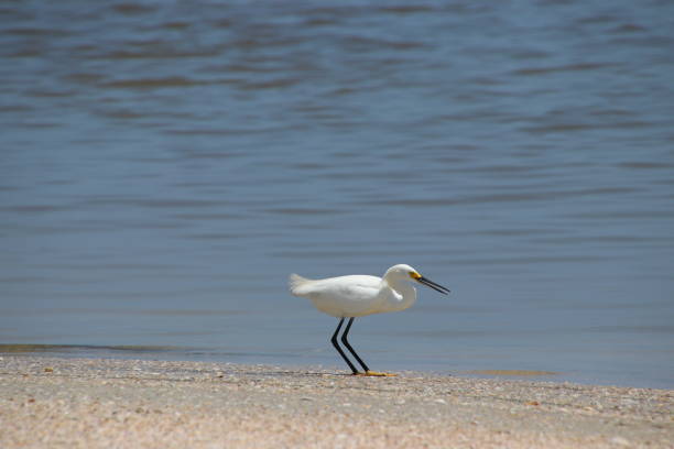 aves garza blanca nieve en la playa, pescar y comer pescado. - wading snowy egret egret bird fotografías e imágenes de stock