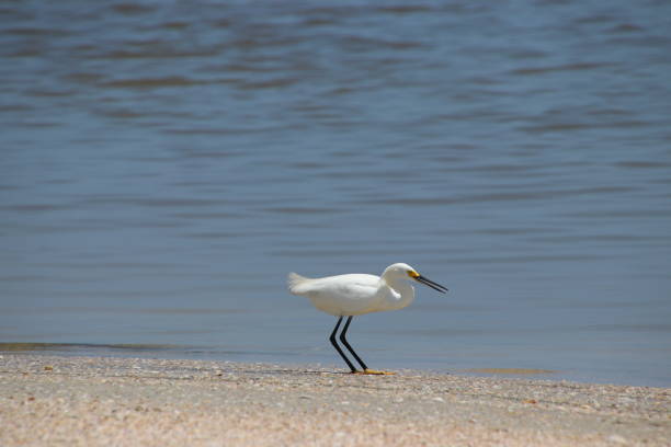 uccello garzette bianco innevato sulla spiaggia che pesca e mangia pesce. - wading snowy egret egret bird foto e immagini stock