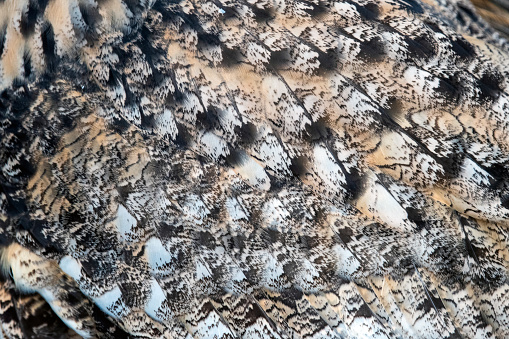 Daytime side view portrait of a single majestic Eurasian eagle-owl (Bubo Bubo)   sitting still, looking straight ahead fully concentrated with defocussed trees in the background - shallow DOF