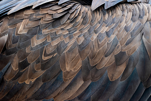 Close up texture of brown vulture feathers