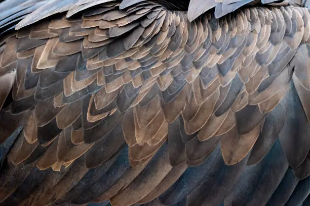 Photo of Closeup of brown feathers of a vulture