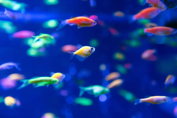 istock Underwater world fish Aquarium 1076468328