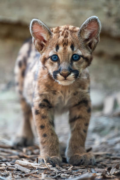 Baby cougar, mountain lion or puma Portrait baby cougar, mountain lion or puma mountain lion cub stock pictures, royalty-free photos & images