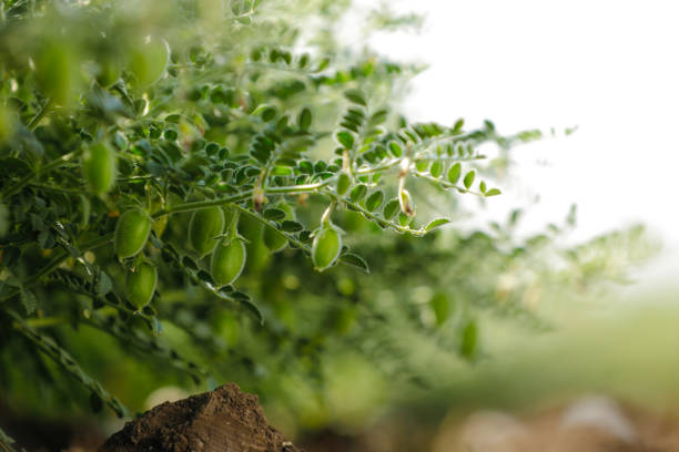 frische grüne kichererbsen feld, kichererbsen auch bekannt als harbara oder harbhara in hindi und cicer ist wissenschaftlicher name, - cicer stock-fotos und bilder