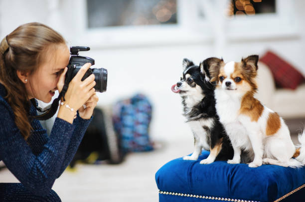 beautiful girl photographer with camera taking picture of little dogs in studio beautiful caucasian girl photographer with camera taking picture of little dogs in studio chihuahua dog photos stock pictures, royalty-free photos & images