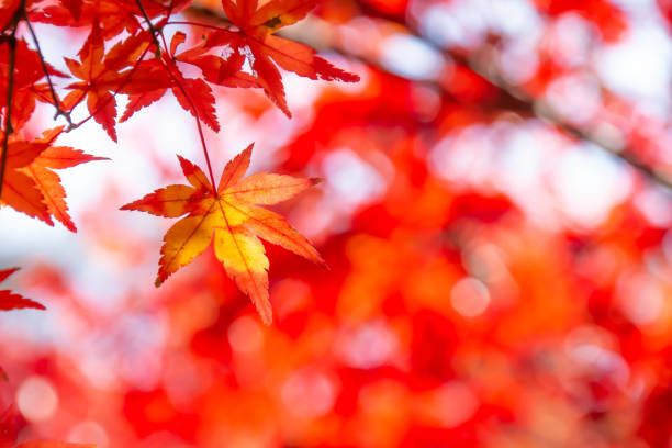 istock Momiji leaves which turned red in autumn 1076473862