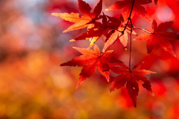 istock Momiji leaves which turned red in autumn 1076473884