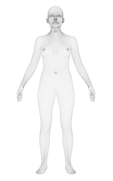 Realistic girl Polygonal girl stands with her arms spread. Mesh cover. Front view. Vector illustration. wire frame model illustrations stock illustrations