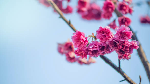 фон природы цветок валентина. фон розовый цвет вишни на красивой весной в чиангмае в таиланде. чернослив церасоиды - cherry valentine стоковые фото и изображения