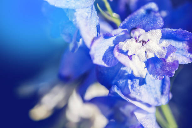 istock background nature Flower delphinium. blue flowers. background blur 1076478318