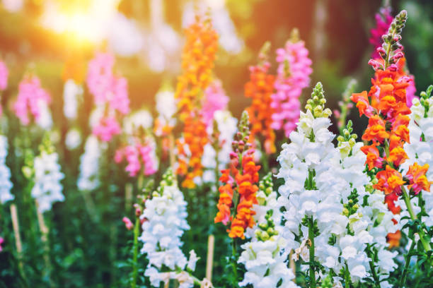 dragon de antirrhinum.snap de fleur fond nature (antirrhinum majus) qui fleurit dans le jardin - flower blooming spring temperate flower photos et images de collection