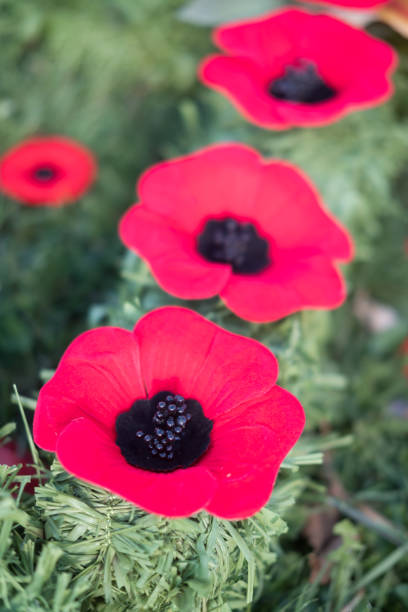 istock Memorial Day Poppies 1076481474