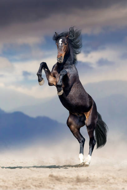 Horse rearing up with dust