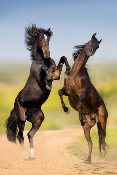 istock Horses rearing up and play 1076482984