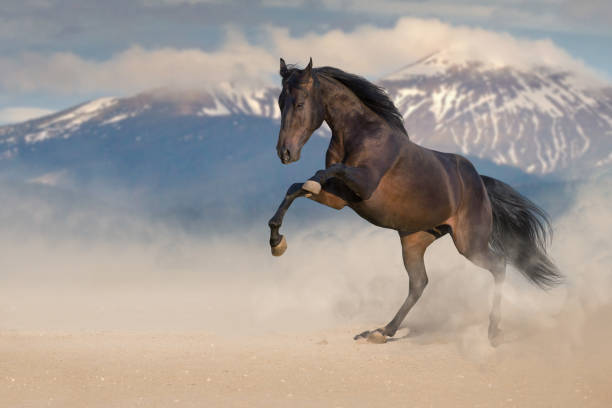 istock Horse rearing up with dust 1076483002