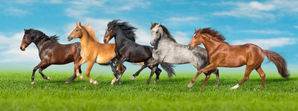 horse herd galloping on spring grass - palomino imagens e fotografias de stock