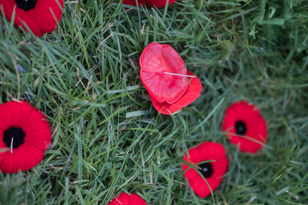 istock Memorial Day Poppies 1076483420