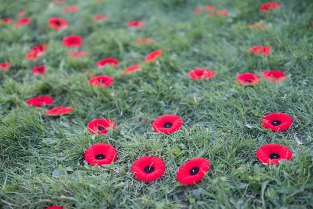 istock Memorial Day Poppies 1076483490