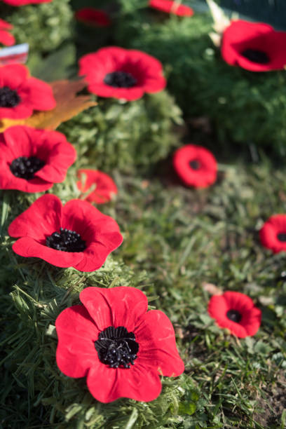 istock Memorial Day Poppies 1076483888