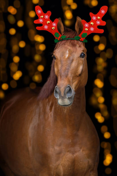 istock Horse with christmas decoration 1076488854
