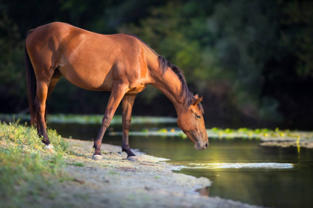 Bay horse watering