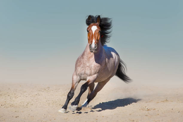 istock Beautiful horse run fast 1076489218