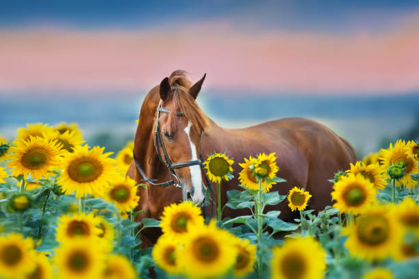 rotes pferd im sonnenblumen feld - cowboy blue meadow horizontal stock-fotos und bilder