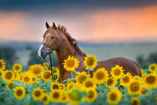 rotes pferd im sonnenblumen feld - horse brown animal farm stock-fotos und bilder