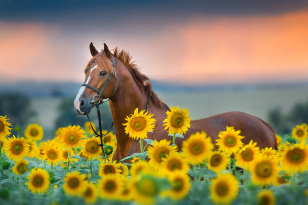 ヒマワリのフィールドに赤い馬 - cowboy blue meadow horizontal ストックフォトと画像