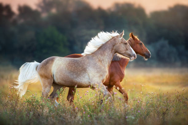 istock Cream and red horse run free 1076489500