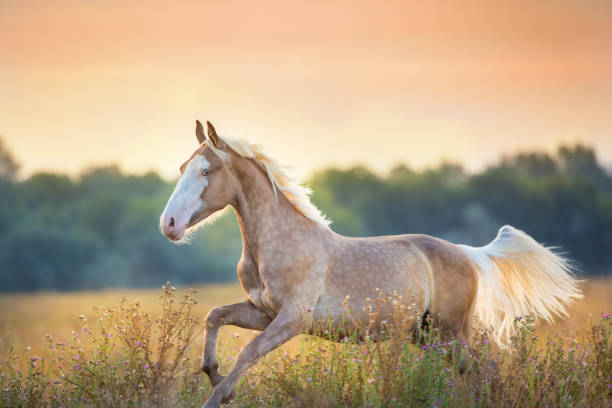 istock Cream horse run free 1076489564