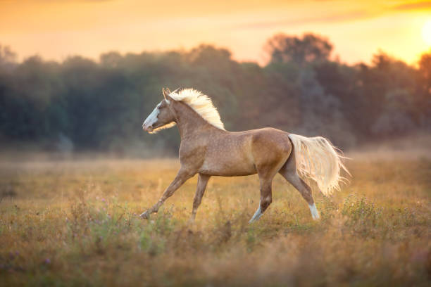 istock Cream horse run free 1076489624
