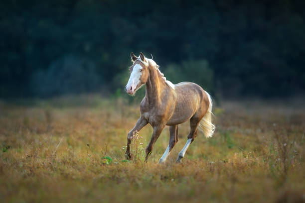 istock Cream horse free run 1076489786
