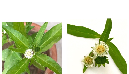 A plant and a branch with green leaves and flowers of Eclipta Alba or false daisy plant in a collage