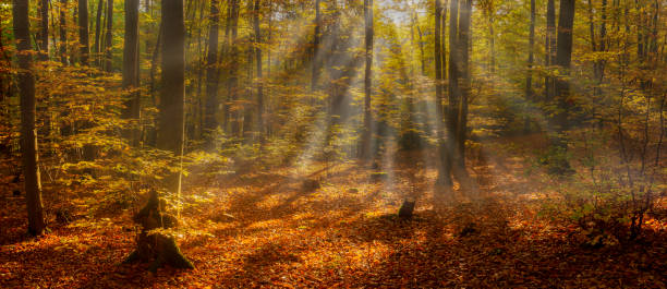 istock Beautiful Scene Misty Old Forest with Sun Rays, Shadows and Fog. 1076493386
