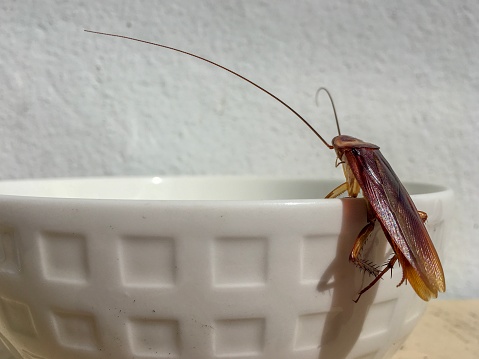 close up cockroach at edge of white bowl