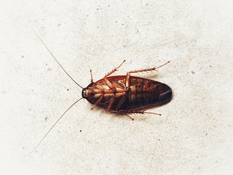 cockroach upturned on the floor