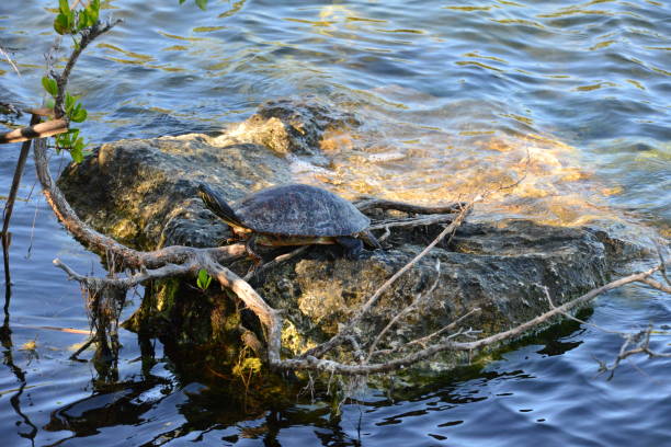 istock Terrapin sunbathing on a rock at Florida Keys 1076502616