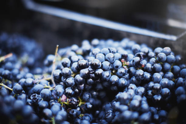 Grape buckets are filled by pickers in a vineyard
