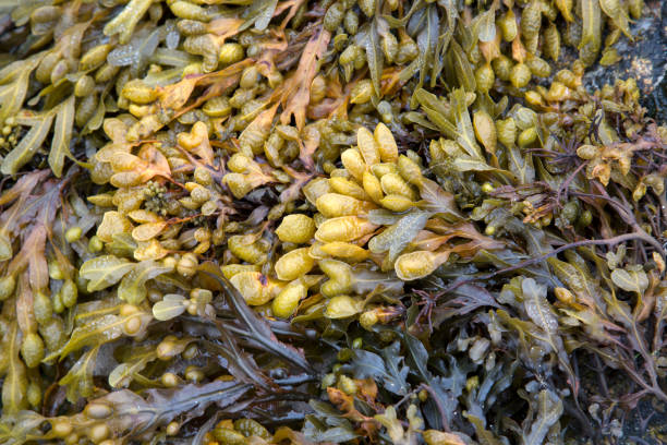 istock Seaweed Closeup at Roundstone; Connemara 1076506566