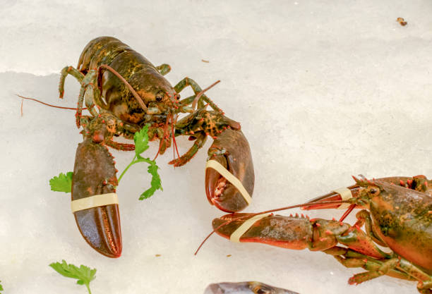 istock fresh lobster at market 1076507104