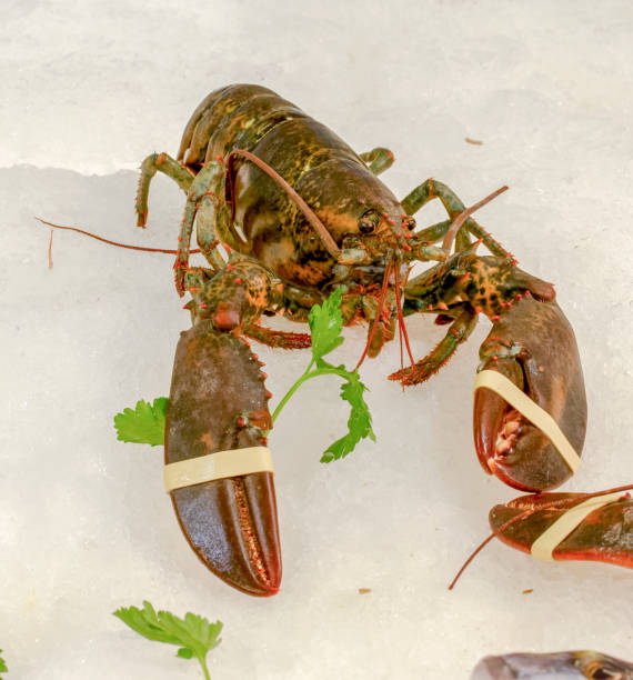 istock fresh lobster at market 1076507106