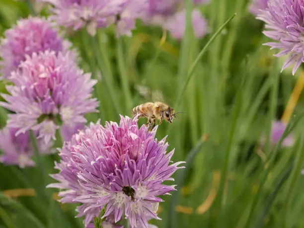Photo of macro close up of an flying honey bee in colourful garden scene in summer