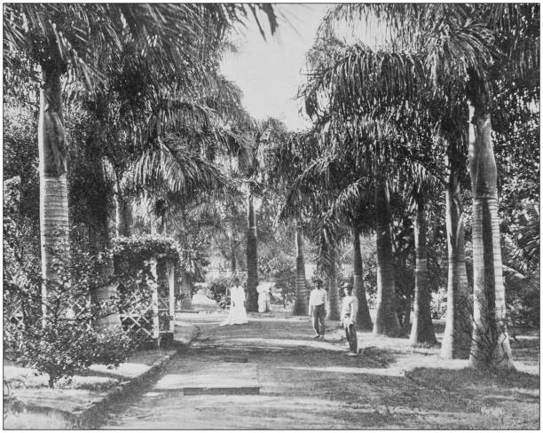 istock Antique historical photographs from the US Navy and Army: Palms, Honolulu 1076509112