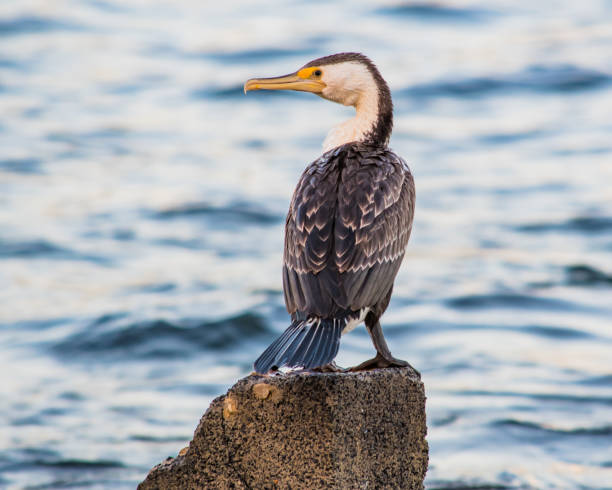 istock Pied Cormorant at the Seaside 1076509490