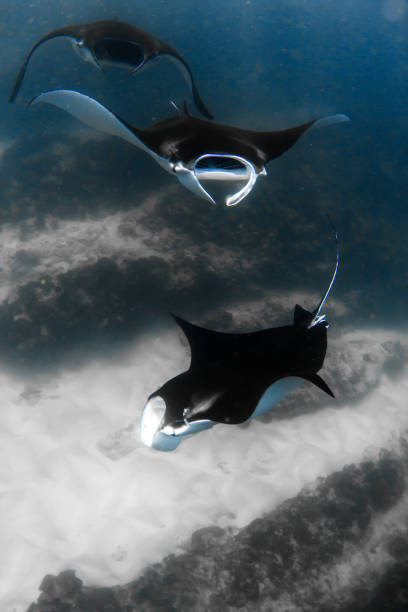 manta rays gracefully cruising - filter feeder imagens e fotografias de stock